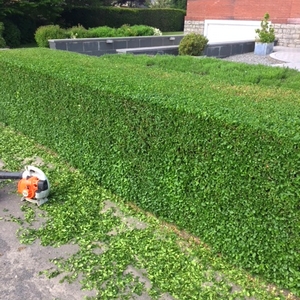 Jardin Duez vous propose la taille de vos haies, arbustes et petits arbres.