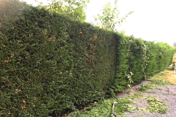 Service de tailles de haies, arbustes, arbres fruitiers, ...